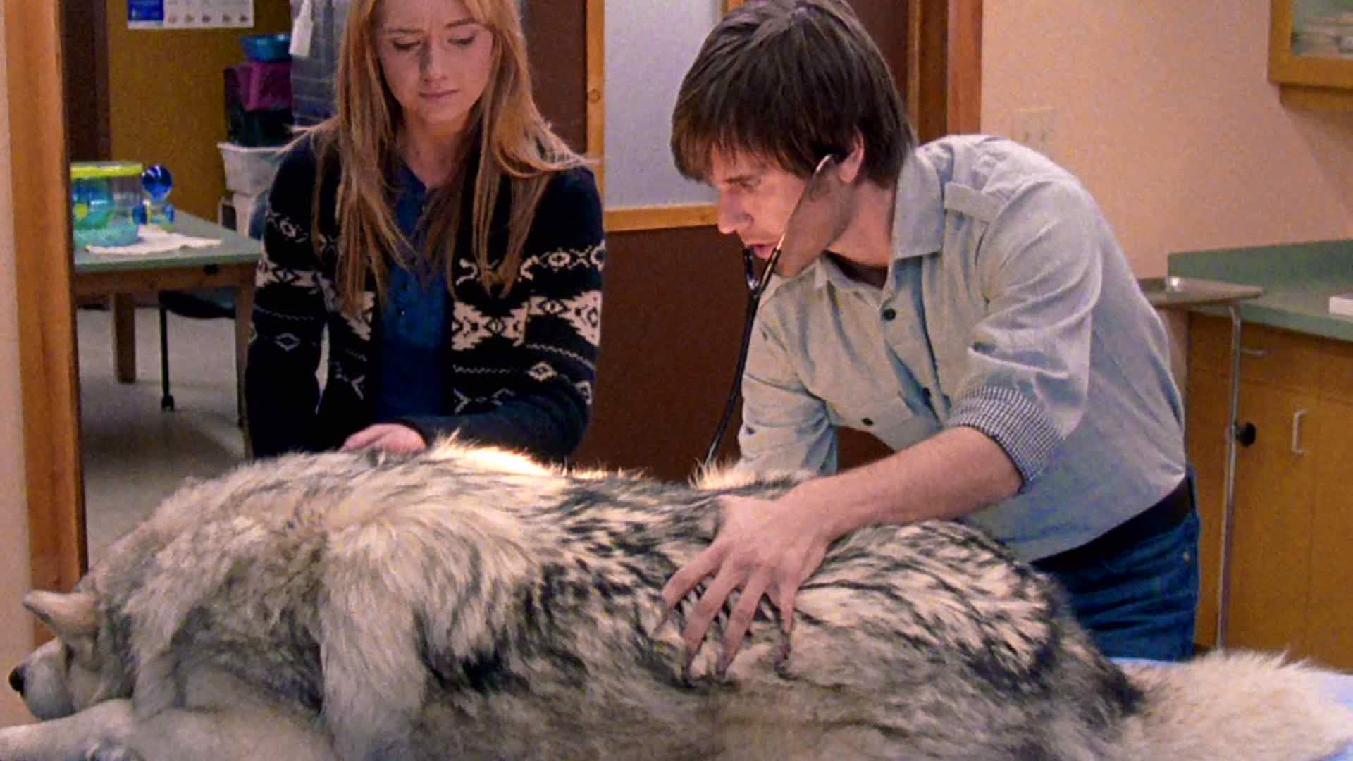 what happened to the wolf dog on heartland