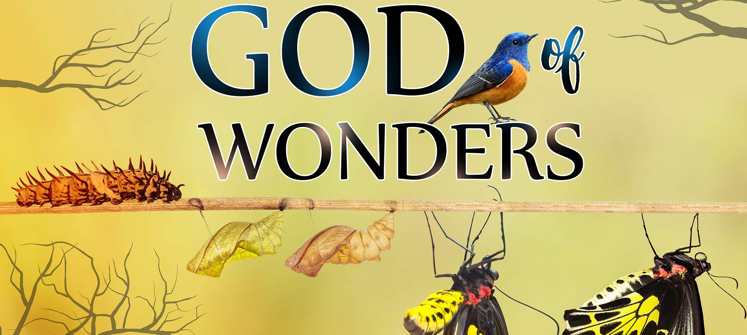 God of Wonders